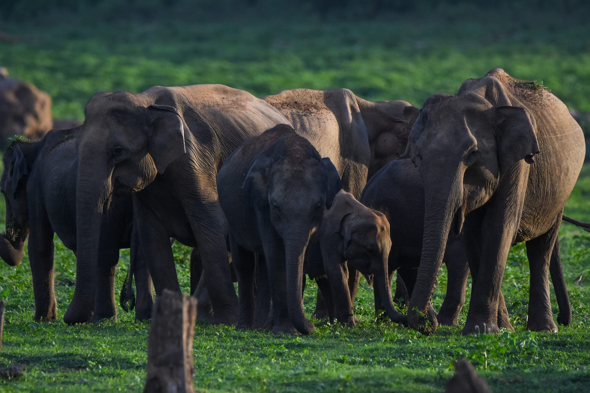 12-Day Sri Lanka itinerary for March (Budget) - Honeymoon Romantic Pace route preview